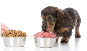 Kibble vs Raw Food? Kuru Mama Mı Çiğ Beslenme Mi?