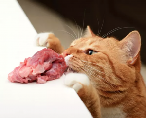Kedilerde Çiğ Beslenme - Geçiş Dönemi / Raw Feeding for Cats - Transition Period