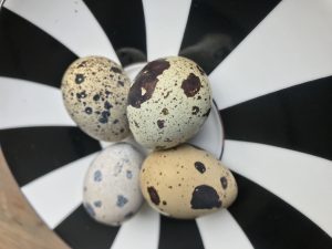 Bıldırcın Yumurtası Quail Eggs