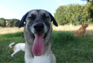 Fostering Shelter Dogs